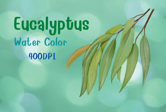 Download Eucalyptus Watercolor by Hand Draw - Draw Collection